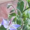 Borage (Borago officinalis) Seeds