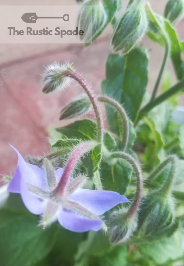 Borage (Borago officinalis) Seeds