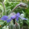 Borage (Borago officinalis) Seeds