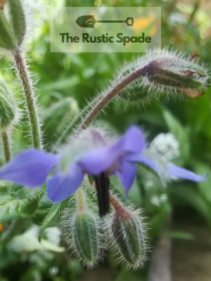 Borage (Borago officinalis) Seeds