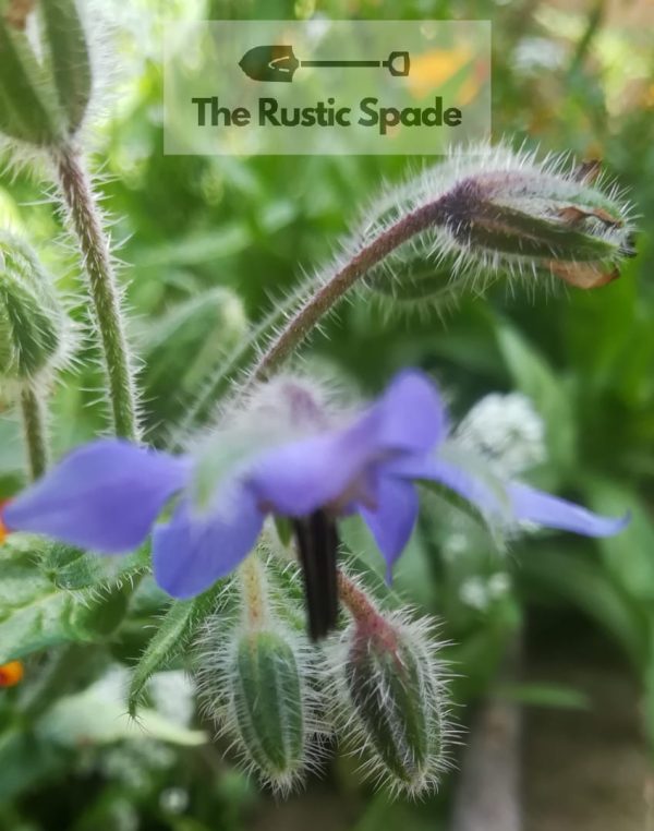 Borage (Borago officinalis) Seeds