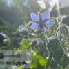 Borage (Borago officinalis) Seeds