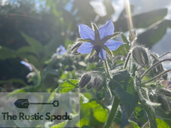Borage (Borago officinalis) Seeds