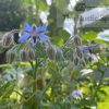 Borage (Borago officinalis) Seeds