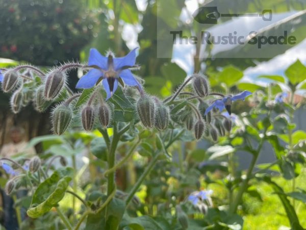 Borage (Borago officinalis) Seeds
