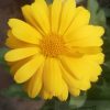 Calendula (Calendula officinalis) Seeds