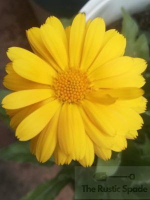 Calendula (Calendula officinalis) Seeds
