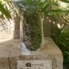 Lemon Verbena (Aloysia citrodora) 20G