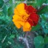 Marigold (Tagetes) Seeds