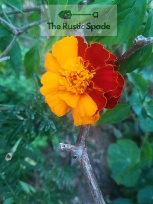 Marigold (Tagetes) Seeds
