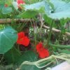 Nasturtium (Tropaeolum Majus) Seeds