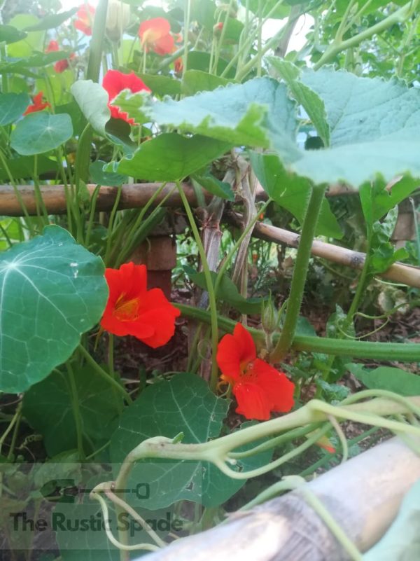 Nasturtium (Tropaeolum Majus) Seeds