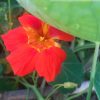 Nasturtium (Tropaeolum Majus) Seeds