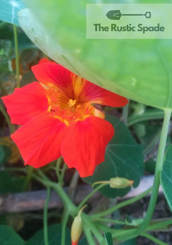 Nasturtium (Tropaeolum Majus) Seeds