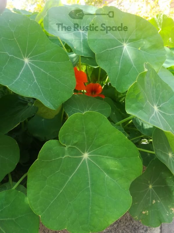 Nasturtium (Tropaeolum Majus) Seeds